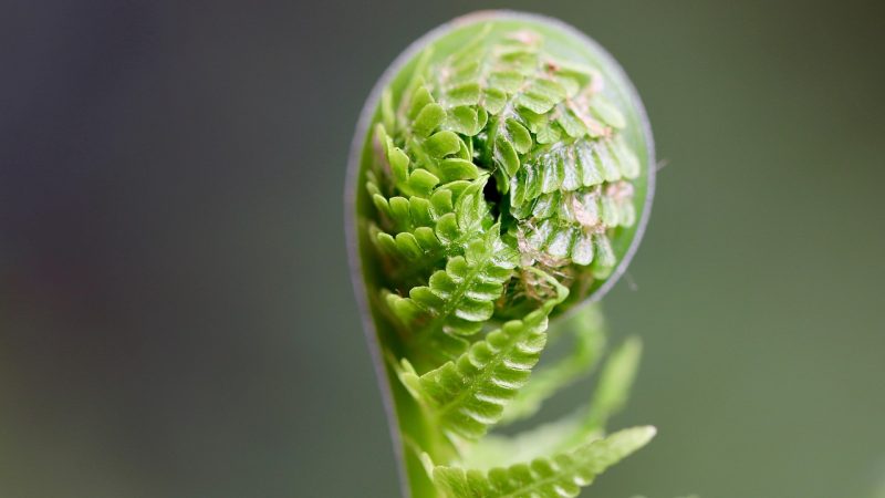 植物大战僵尸图鉴：四类植物与阵容搭配思路 示意图